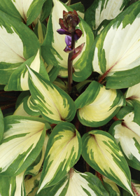 Hosta 'Raspberry Sundae'